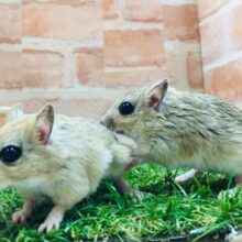 もちもちジャンボジャービル💗💗💗　