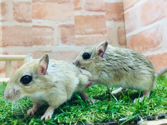 もちもちジャンボジャービル💗💗💗　