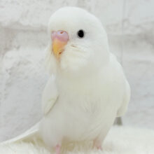 【最新画像更新🪄】まっしろしろすけ🕊🤍セキセイインコ(ダブルファクター) ヒナ