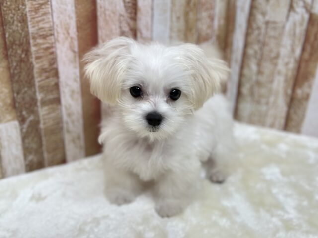 ハーフ犬（父マルチーズ×母トイプードル）2025年7月11日生まれ　男の子