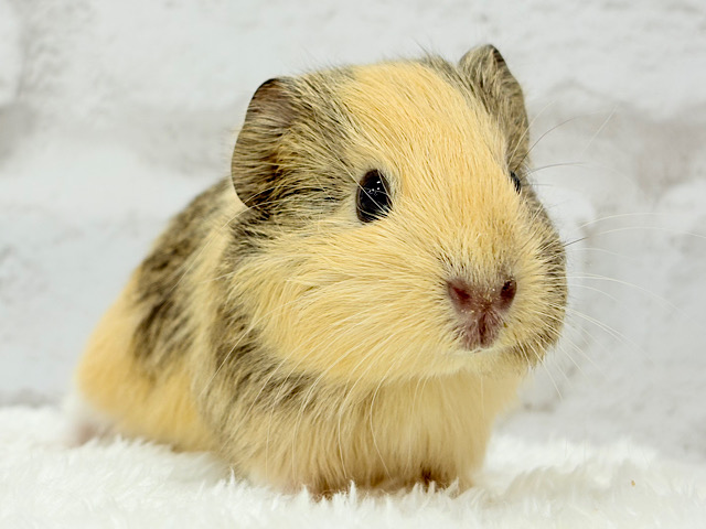 可愛いシマシマトラちゃん🐯🌿イングリッシュモルモット 女の子