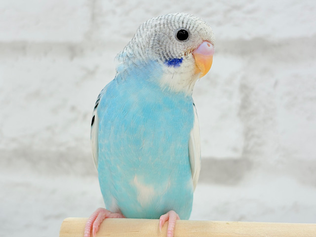 【最新画像更新🪄もうすぐひとり餌‪☆】トコトコ走る姿が可愛い((🐣💨))セキセイインコ(パイド) ヒナ