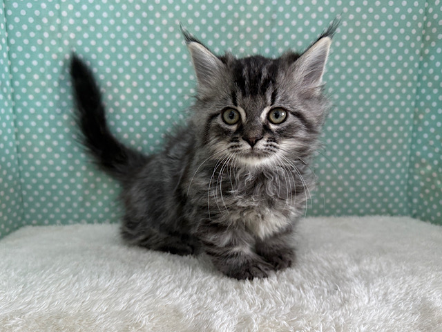 甘えん坊参上💗スリスリとまらないよっ🌟マンチカンの男のコきました！