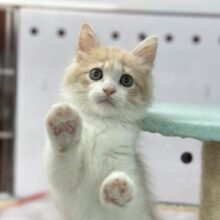 やんちゃボーイ！のサイベリアンくん　2025年7月30日生まれ　男の子