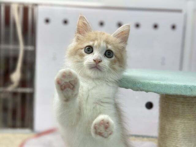 やんちゃボーイ！のサイベリアンくん　2025年7月30日生まれ　男の子