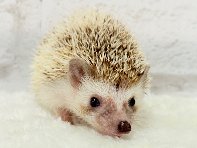とっとこハリ太郎🦔💫ハリネズミ(シナモンパイド) 男の子