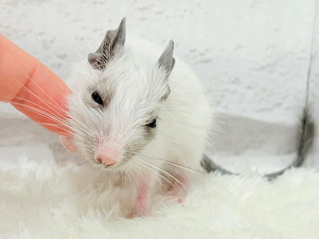 ちっちゃなパンダみぃーつけたっ！🐼デグー(パイド) 女の子