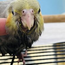 食欲には敵いませんね♡秋だもの🍠オカメインコ（ノーマル）雛入舎しました✨