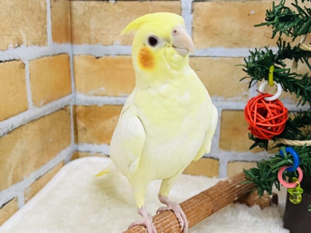 大きな身体で控えめ?✨オカメインコ(ルチノー)入荷しました❤️