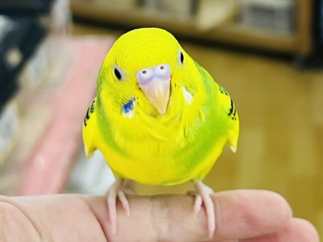 人慣れしすぎ注意⚠️❓セキセイインコ(グリーンパイド)入荷しました❤️