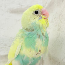 【最新画像更新🪄】レモン風味のキャンディポップ🍭🍋セキセイインコ(パステルカラーレインボーパイド) ヒナ