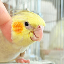 【最新画像更新🪄】マイペースな子~♩♩オカメインコ(シナモンパール) ヒナ