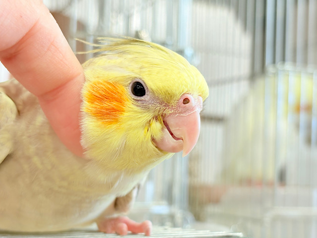 【最新画像更新🪄】マイペースな子~♩♩オカメインコ(シナモンパール) ヒナ