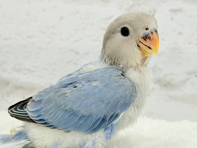 【最新画像更新🪄】とっとこわた毛ペンギン🐧☁️コザクラインコ(バイオレットオパーリン) ヒナ