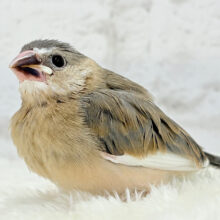 【あと1羽🐣最新画像更新🪄】癒されついんず🐣💖🐣桜文鳥 ヒナ