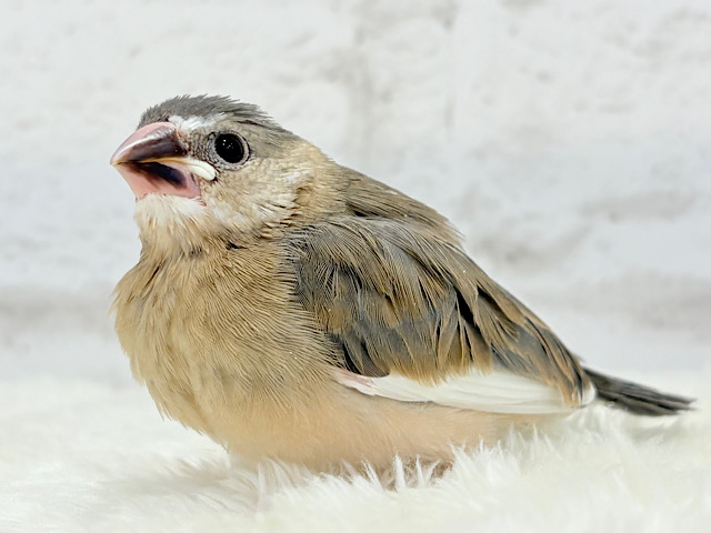 【あと1羽🐣最新画像更新🪄】癒されついんず🐣💖🐣桜文鳥 ヒナ