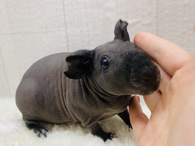最新画像有ります⭐️黒いツルツルのブタちゃん🐷スキニーギニアピッグ