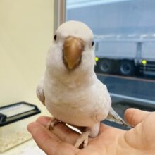 最新画像有ります❗️レアカラー❤️‍🔥シックなカラーのオシャレさん🤍☽︎‪︎.*·̩͙‬𓈒◌オキナインコのコバルトパリドオパーリン‪！！