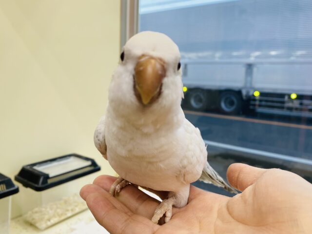 最新画像有ります❗️レアカラー❤️‍🔥シックなカラーのオシャレさん🤍☽︎‪︎.*·̩͙‬𓈒◌オキナインコのコバルトパリドオパーリン‪！！