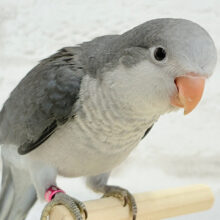 【動画更新🪄もうすぐひとり餌‪☆】ギャップに萌える♡オキナインコ(コバルト) ヒナ