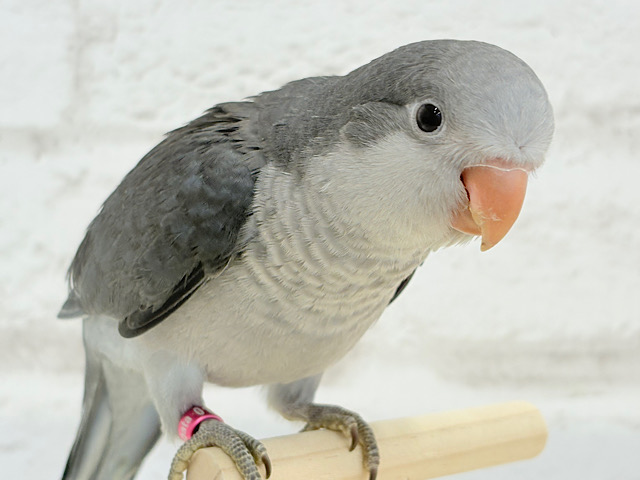 【動画更新🪄もうすぐひとり餌‪☆】ギャップに萌える♡オキナインコ(コバルト) ヒナ