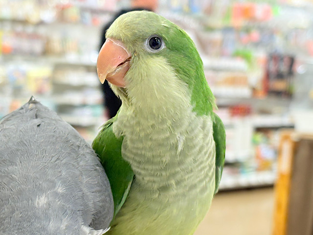 【動画更新🪄】おめめくりくり♡目ヂカラが魅力的🦜💖オキナインコ(ノーマル) ヒナ