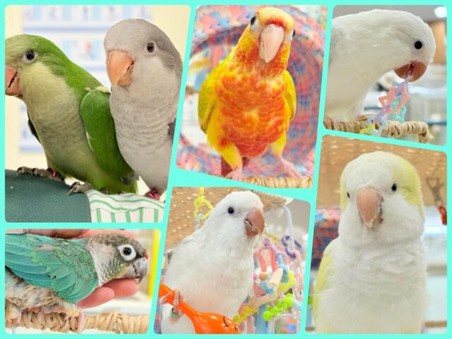 【延長決定！！！】🦜チームおしゃべりインコフェア〜🪇❤️‍🔥