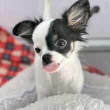 牛さんカラーのおてんばなミックス犬ちゃん🤍🖤（父ロングコートチワワ×母マルチーズ）2025年7月12日生まれ　女の子