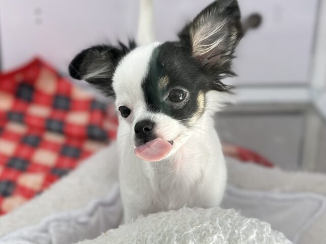 牛さんカラーのおてんばなミックス犬ちゃん🤍🖤（父ロングコートチワワ×母マルチーズ）2025年7月12日生まれ　女の子