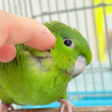 【最新画像更新🪄】ボクの大好物はリンゴだよ🍏サザナミインコ(ノーマル)