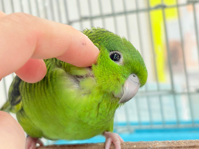 【最新画像更新🪄】ボクの大好物はリンゴだよ🍏サザナミインコ(ノーマル)