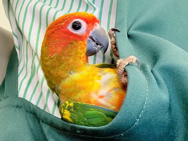 【最新画像更新🪄ひとり餌‪になりました☆】情熱カラーの元気っ子🌻🧡コガネメキシコインコ(男の子) ヒナ