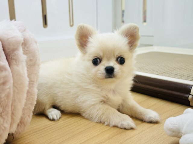 ムチムチボディーはいかが？？チワワちゃん！