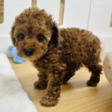 みんなが褒めてくれるのぉ♡♡トイプードルちゃん！