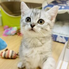 時間忘れて遊ばにゃ〜い？スコティッシュフォールドちゃん！