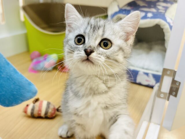 時間忘れて遊ばにゃ〜い？スコティッシュフォールドちゃん！