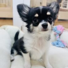 ボク…人が好きすぎるのっ♥チワワくん！