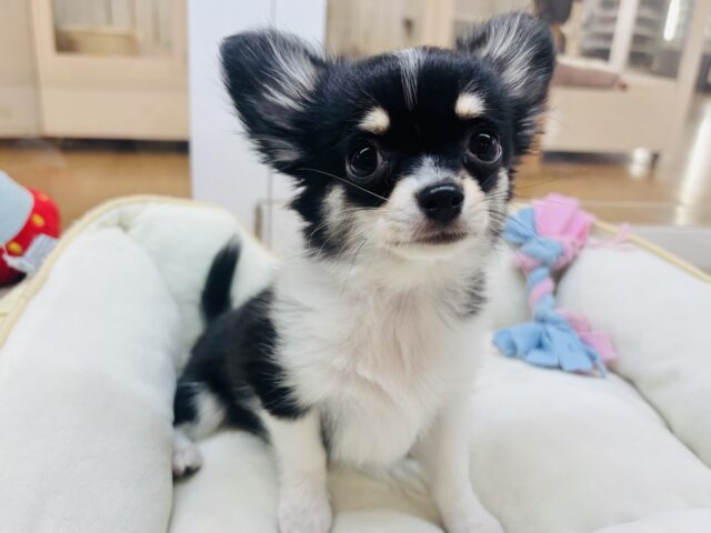 ボク…人が好きすぎるのっ♥チワワくん！