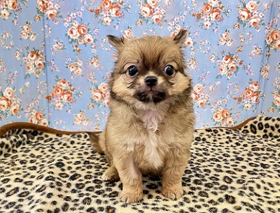 秘蔵っ子は愛嬌たっぷり！チワワちゃん入舎しました