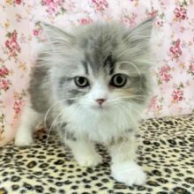 ゴージャス感溢れる三毛猫はハーフなの💖