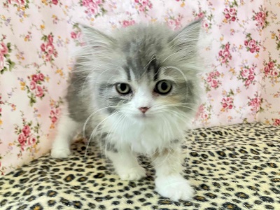 ゴージャス感溢れる三毛猫はハーフなの💖