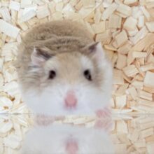 やってきたよ‼️ロボロフスキーちゃん❣️(女の子)(ノーマル)