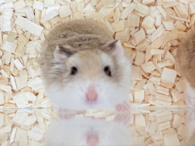 やってきたよ‼️ロボロフスキーちゃん❣️(女の子)(ノーマル)