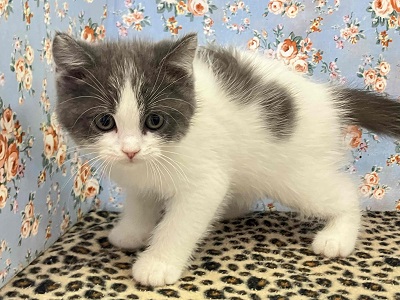 O型気質！？おっとりマイペースなブリティッシュくんがやってきた