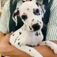 東葛初入舎〜✨️！？ダルメシアンちゃん！