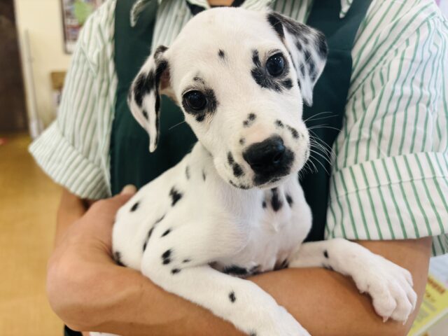 東葛初入舎〜✨️！？ダルメシアンちゃん！