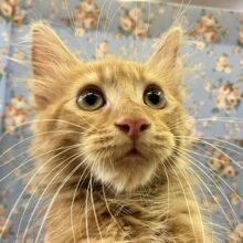 チャームポイントは立派なおひげ(笑)　メインクーン入舎💖