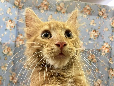 チャームポイントは立派なおひげ(笑)　メインクーン入舎💖