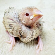 優しい色になるよ‼️シナモン文鳥(ヒナ)