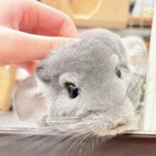 【最新動画】恥ずかしがり屋のふわふわガール♡チンチラ（バイオレット）女の子